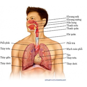 Bộ máy hô hấp